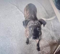 Lost Female Dog last seen Hickory Ridge , Fredericksburg, VA 22405