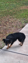Found/Stray Unknown Dog last seen Near W Lawrence Rd, Glendale, AZ 85301, Glendale, AZ 85301