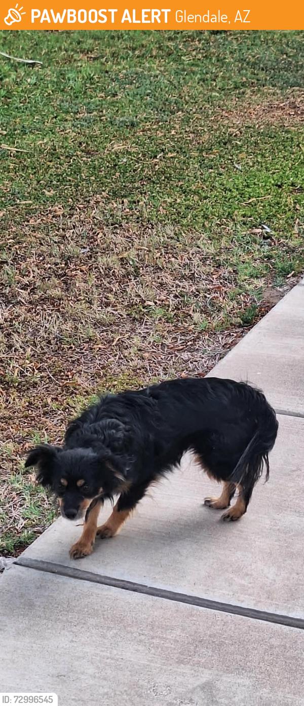 Found/Stray Unknown Dog last seen Near W Lawrence Rd, Glendale, AZ 85301, Glendale, AZ 85301