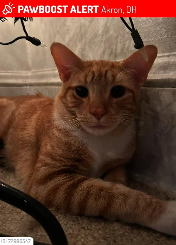Lost Male Cat last seen Marcy St Akron ohio, Akron, OH 44311