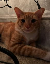 Lost Male Cat last seen Marcy St Akron ohio, Akron, OH 44311