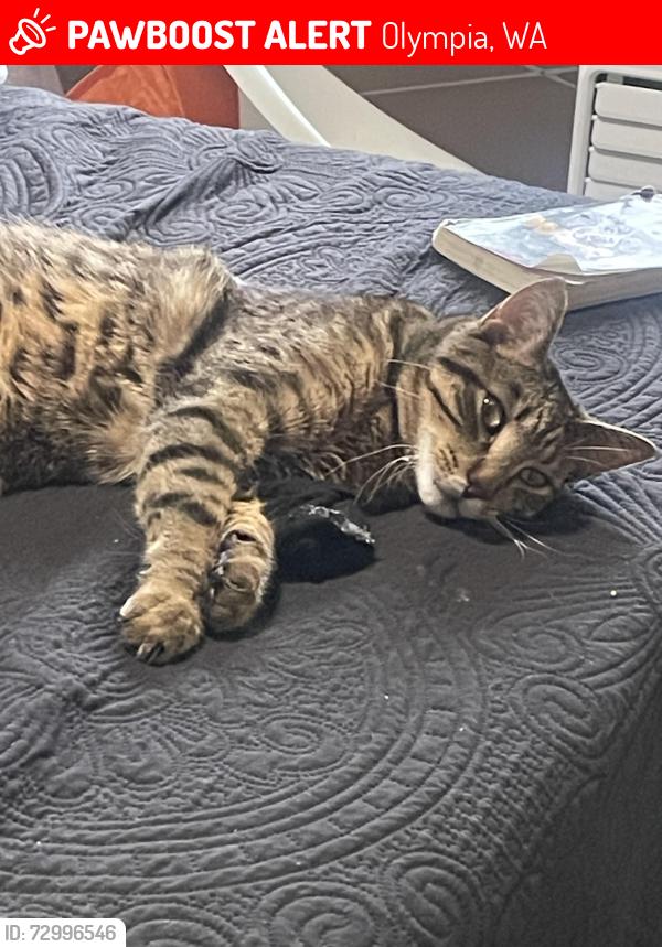 Lost Male Cat last seen Hoffman and 30th Ave , Olympia, WA 98501