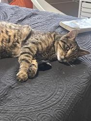 Lost Male Cat last seen Hoffman and 30th Ave, Olympia, WA 98501