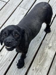 Found/Stray Male Dog last seen Farm creek rd Waxhaw, Waxhaw, NC 28173