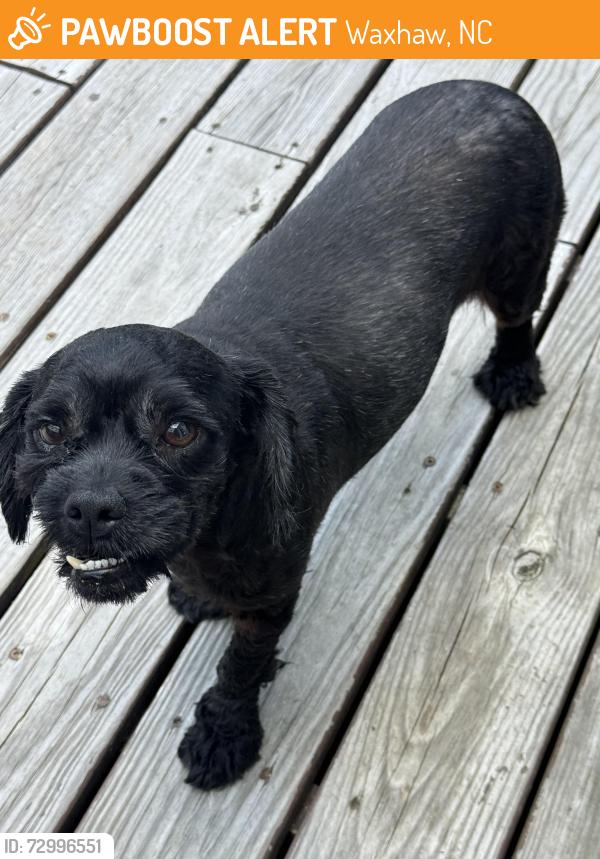 Found/Stray Male Dog last seen Farm creek rd Waxhaw, Waxhaw, NC 28173