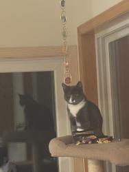 Lost Male Cat last seen 46th ave ct e , Tacoma, WA 98443