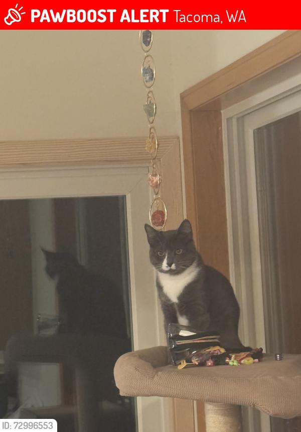 Lost Male Cat last seen 46th ave ct e , Tacoma, WA 98443
