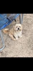 Reunited Male Dog last seen Azle ave. And long ave, Fort Worth, TX 76106