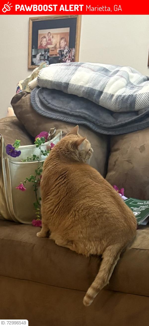 Lost Female Cat last seen Haverford Rd., Monticello rd, Stratford neighborhoods Marietta, Marietta, GA 30067
