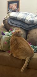 Lost Female Cat last seen Haverford Rd., Monticello rd, Stratford neighborhoods Marietta, Marietta, GA 30067