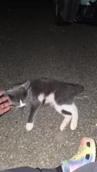 Found/Stray Male Cat last seen Mount Carmel, Asheville, NC 28806