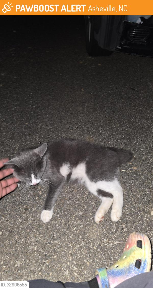 Found/Stray Male Cat last seen Mount Carmel, Asheville, NC 28806