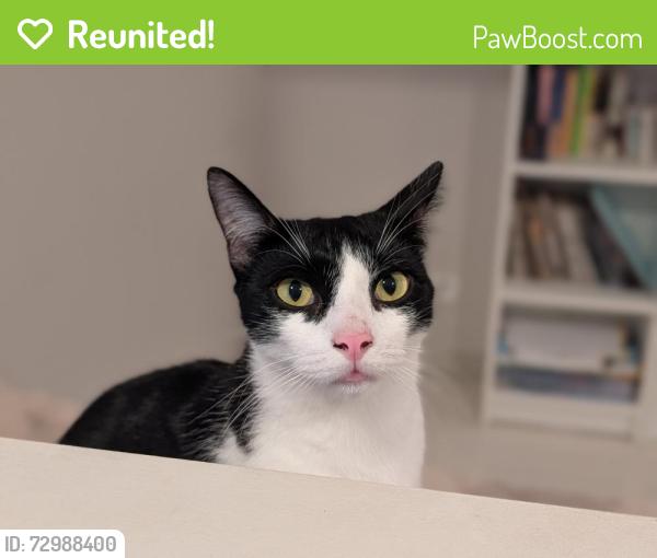 Reunited Male Cat last seen The Ponds shopping centre , The Ponds, NSW 2769