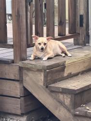 Found/Stray Male Dog last seen Magnolia and Alston , Fort Worth, TX 76104