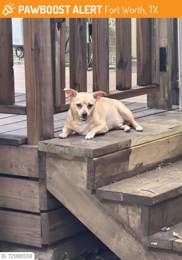 Found/Stray Male Dog last seen Magnolia and Alston , Fort Worth, TX 76104