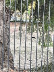 Found/Stray Unknown Cat last seen Candelaria Rd and Sturgis Rd, Oxnard, CA 93030