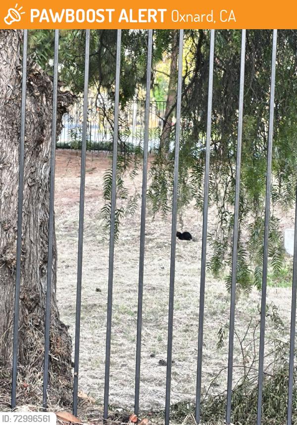 Found/Stray Unknown Cat last seen Candelaria Rd and Sturgis Rd, Oxnard, CA 93030