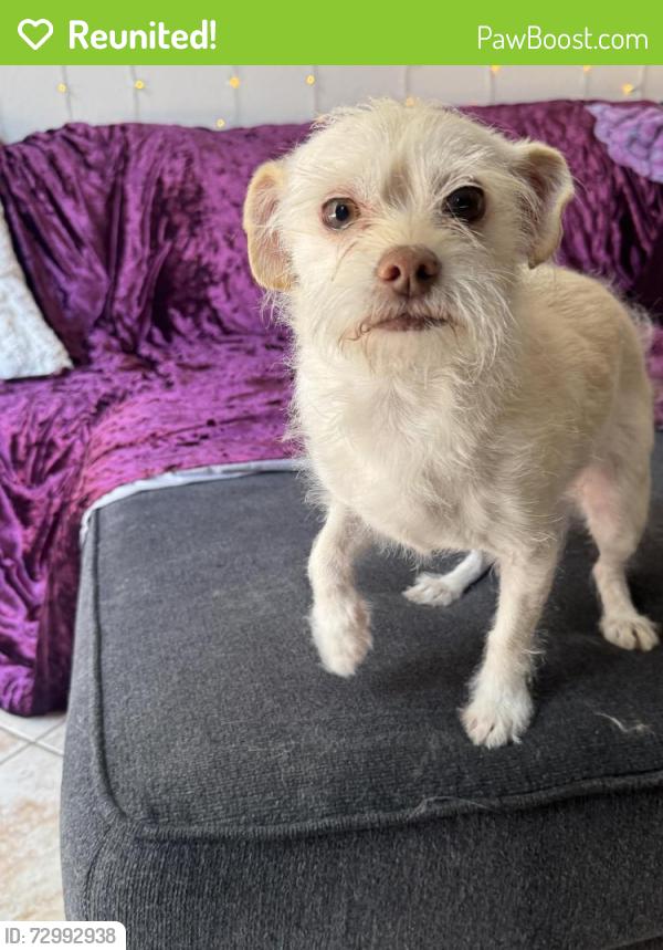Reunited Female Dog last seen Near Molino St, Las Vegas, NV 89108, USA, Las Vegas, NV 89108