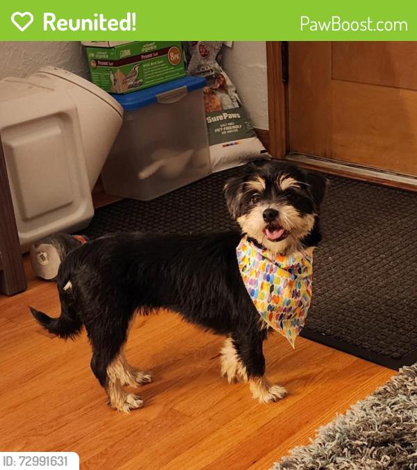 Reunited Female Dog last seen Francis Park, St. Louis, MO 63139