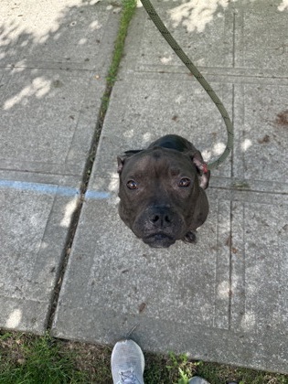 Shelter Stray Male Dog last seen 4th and Lenora, Seattle, WA, 2061 15th Ave W, Seattle, WA 98119, USA