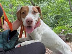 Shelter Stray Male Dog last seen Near Saint Charles st, 21215, MD, 301 Stockholm St, Baltimore, MD 21230, USA