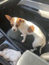 Found/Stray Female Dog last seen Kern & Bethel, Kingsburg, CA 93631