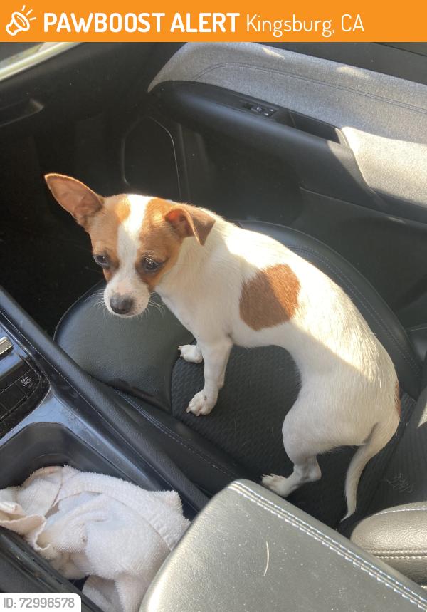 Found/Stray Female Dog last seen Kern & Bethel, Kingsburg, CA 93631