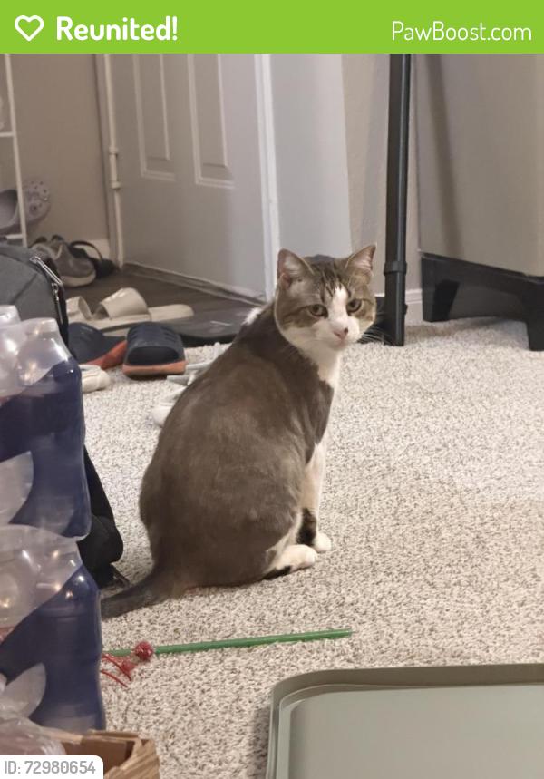 Reunited Male Cat last seen B, Plano, TX 75023