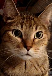 Lost Male Cat last seen Maria Elena and Yolanda, San Antonio, TX 78228