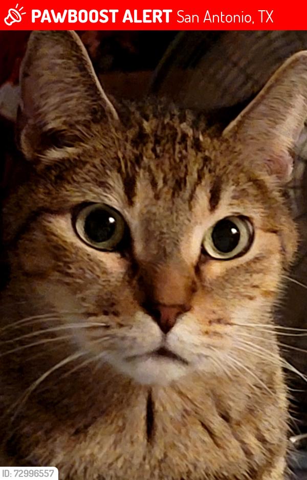 Lost Male Cat last seen Maria Elena and Yolanda, San Antonio, TX 78228