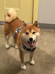 Reunited Male Dog last seen Amber way, Livermore, CA 94550