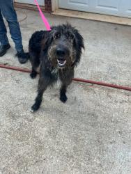 Found/Stray Male Dog last seen Locust Grove High School, Locust Grove, GA 30234