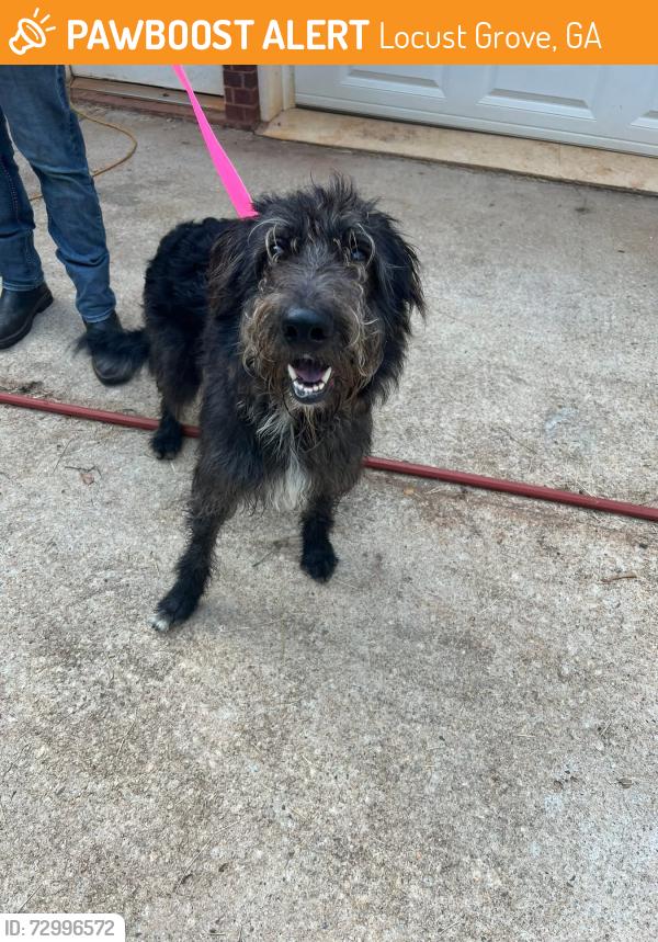 Found/Stray Male Dog last seen Locust Grove High School, Locust Grove, GA 30234