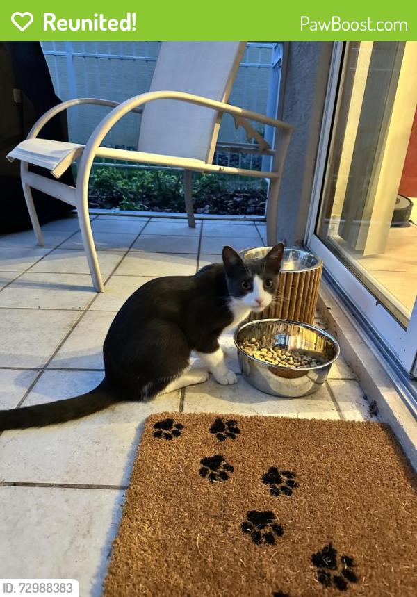 Reunited Unknown Cat last seen Lakeworth Circle, Lake Mary, FL 32746