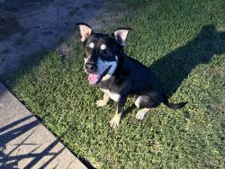 Found/Stray Male Dog last seen Belhaven and motley near McDonald middle school, Mesquite, TX 75150