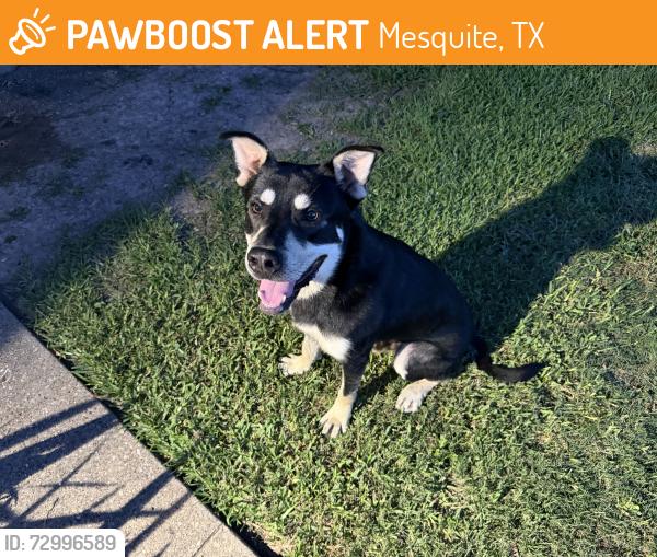 Found/Stray Male Dog last seen Belhaven and motley near McDonald middle school, Mesquite, TX 75150