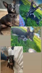 Lost Female Dog last seen Green Hill, Victorville, CA 92394