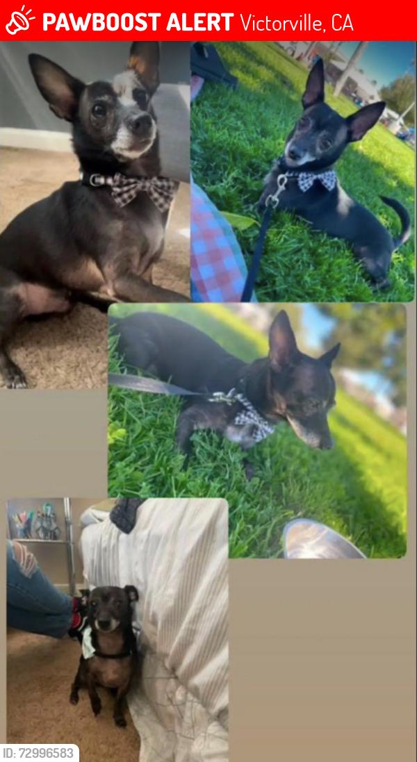 Lost Female Dog last seen Green Hill, Victorville, CA 92394
