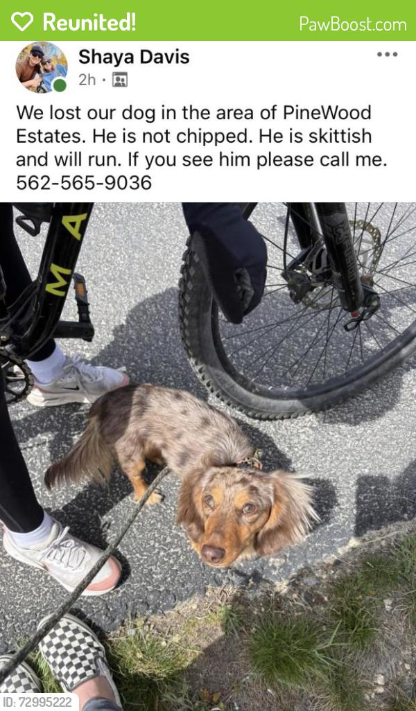 Reunited Male Dog last seen Star road and main street, Star, ID 83669