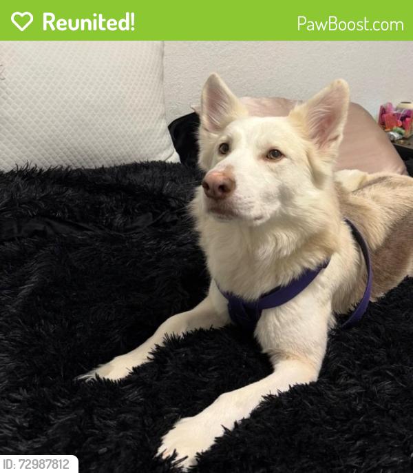 Reunited Male Dog last seen Redmont rd, Lehigh Acres, FL 33972
