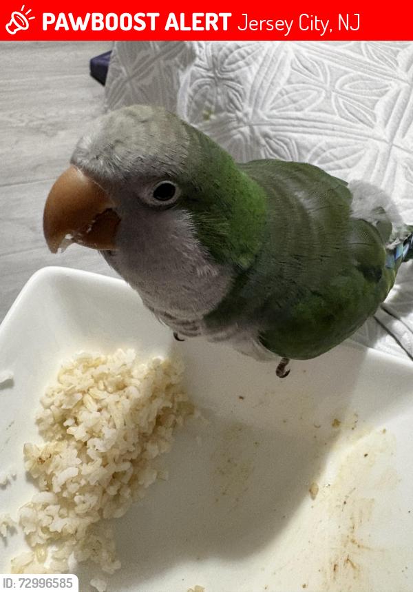 Lost Male Bird last seen Academy St and Summit Ave Jersey City, Jersey City, NJ 07306