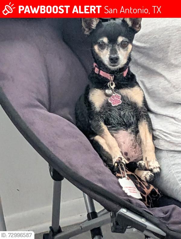 Lost Female Dog last seen South Flores Street and East Edmonds Ave, San Antonio, TX 78214