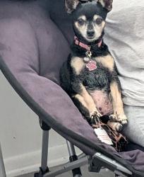 Lost Female Dog last seen South Flores Street and East Edmonds Ave, San Antonio, TX 78214