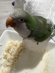 Lost Male Bird last seen Academy St and Summit Ave Jersey City, Jersey City, NJ 07306