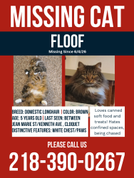 Lost Male Cat last seen North Road and Jean Marie Street, Cloquet, MN 55720