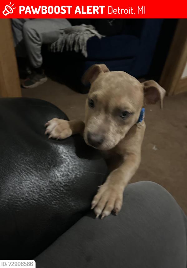 Lost Male Dog last seen 7 Mile and Ryan, Detroit, MI 48234