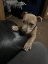Lost Male Dog last seen 7 Mile and Ryan, Detroit, MI 48234