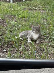 Found/Stray Male Cat last seen Jefferson and knickerbocker , Brooklyn, NY 11237