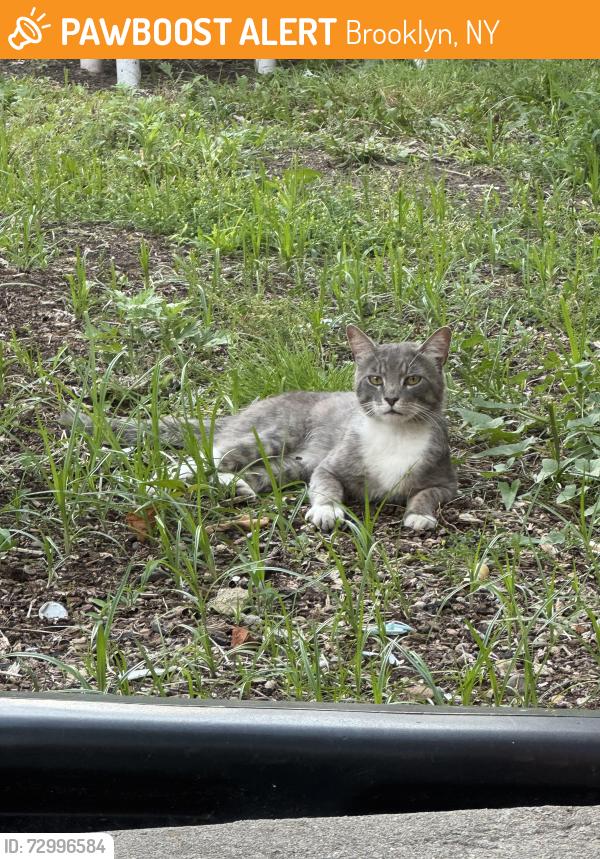 Found/Stray Male Cat last seen Jefferson and knickerbocker , Brooklyn, NY 11237
