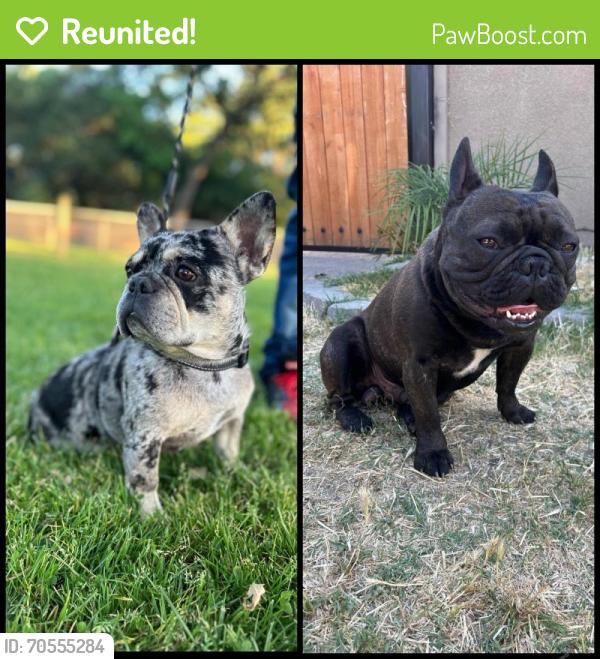 Reunited Female Dog last seen Fremont st & Miner ave stockton ca, Stockton, CA 95205